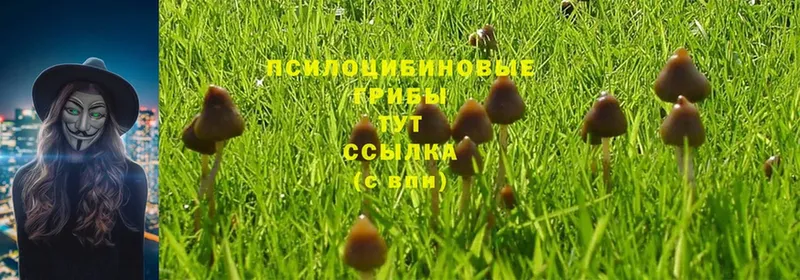 Псилоцибиновые грибы Psilocybe  Оленегорск 